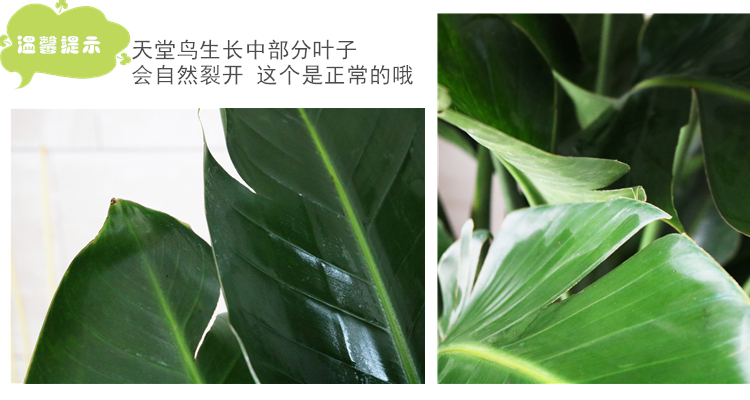 O1CN01o97Pwx25Jnd22ao9T_!!2281757506.jpg